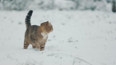 Kedi kışın sokakta kar yağarken yürür.
