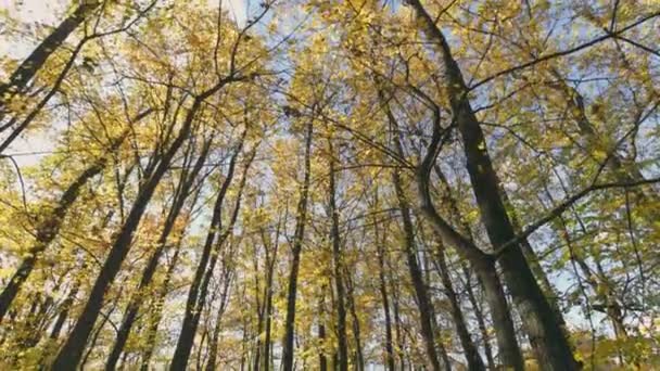 Herbstwald Von Unten Gegen Den Himmel Geschossen — Stockvideo