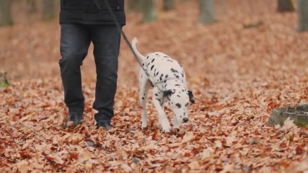 Young Dog Breed Dalmatian Autumn Forest — Stock Video