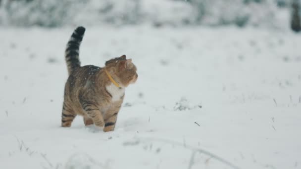 고양이는 내리는 겨울에 거리를 걷는다 — 비디오