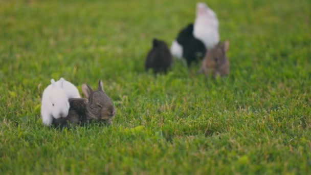 Małe Króliki Trawniku Spacerujące Jedzące Trawę — Wideo stockowe