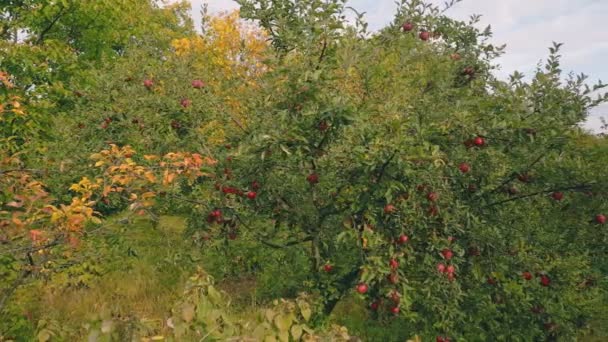 Pommes Rouges Sur Arbre Dans Jardin — Video