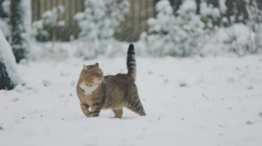Kedi kışın sokakta kar yağarken yürür.