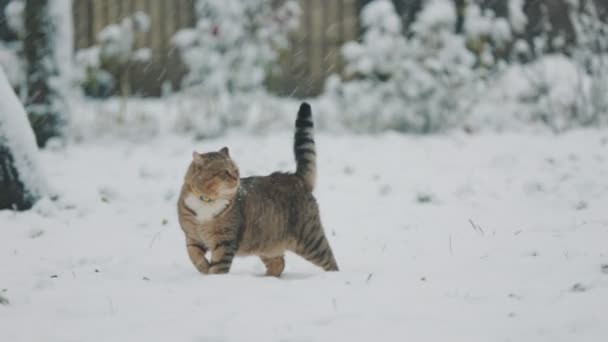 Γάτα Περπατά Χειμώνα Στο Δρόμο Όταν Χιονίζει — Αρχείο Βίντεο