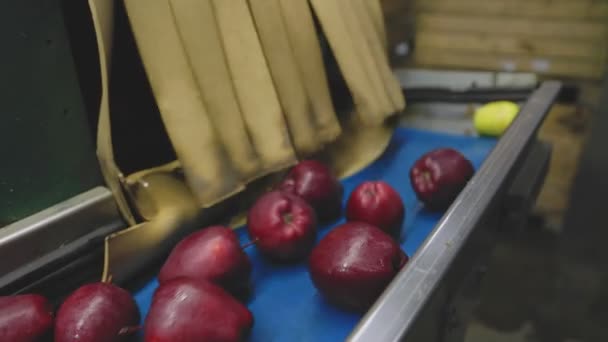 Selección Manzanas Rojas Una Línea Automática Para Posterior Venta — Vídeos de Stock
