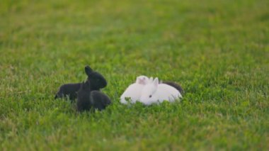 Küçük tavşanlar çimenlerde yürüyor ve ot yiyorlar.