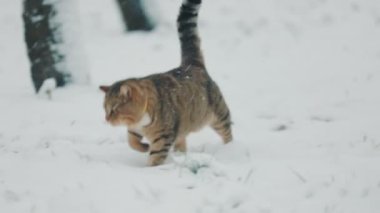 Kedi kışın sokakta kar yağarken yürür.