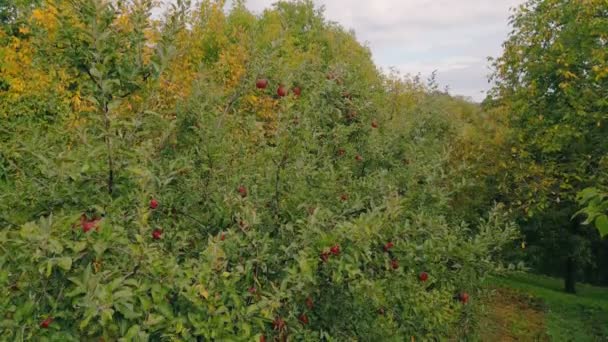 Czerwone Jabłka Drzewie Ogrodzie — Wideo stockowe