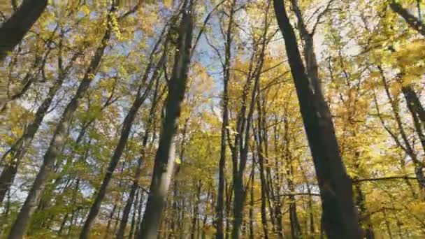 秋天的森林从底部向天空飞去 — 图库视频影像