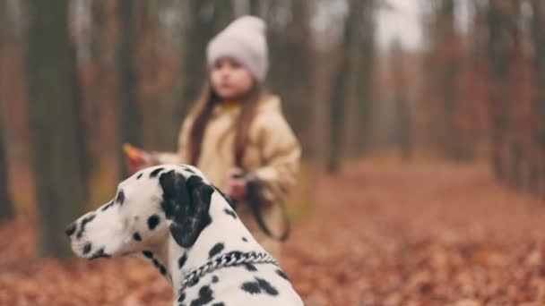 Menina Andando Cão Parque Outono — Vídeo de Stock