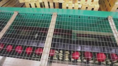 Daha fazla satış için otomatik olarak kırmızı elma seçimi