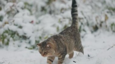 Kedi kışın sokakta kar yağarken yürür.