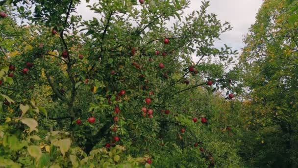 Rote Äpfel Einem Baum Garten — Stockvideo