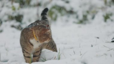 Kedi kışın sokakta kar yağarken yürür.