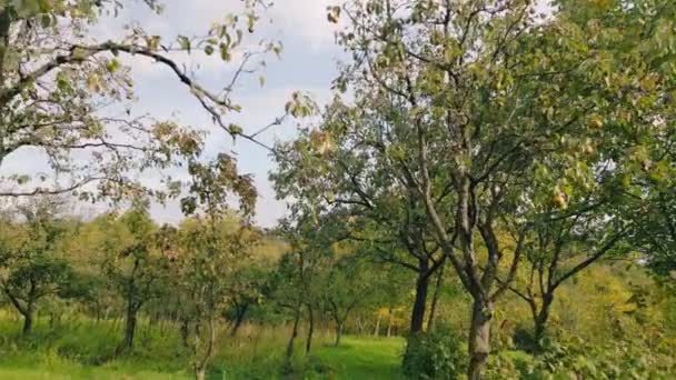 Αχλάδια Ένα Δέντρο Στον Κήπο — Αρχείο Βίντεο