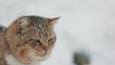Kedi bahçede karlı havada yürür.