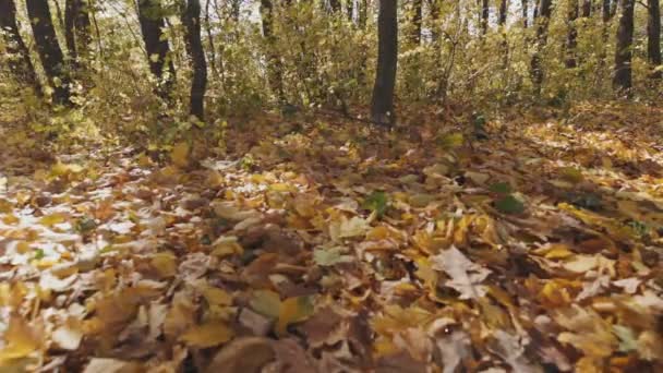 Floresta Outono Com Folhas Amarelas Iluminadas Pelos Raios Sol — Vídeo de Stock