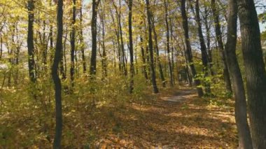 Sonbahar ormanı, güneş ışınlarıyla aydınlatılmış sarı yapraklarla.