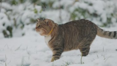 Kedi bahçede karlı havada yürür.