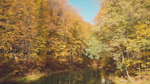 Озеро Осінньому Лісі Сонячну Погоду — стокове відео