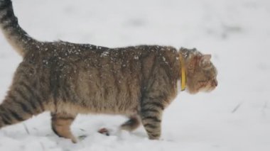 Kedi bahçede karlı havada yürür.