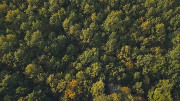 Enyhén Sárgás Levelek Őszi Erdőben Madártávlatból — Stock videók
