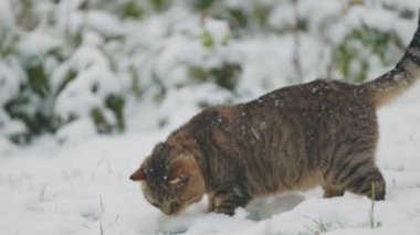 Kedi bahçede karlı havada yürür.