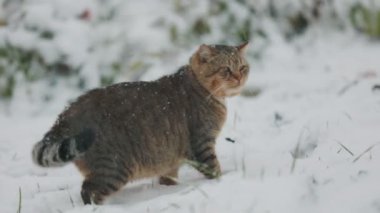 Kedi bahçede karlı havada yürür.