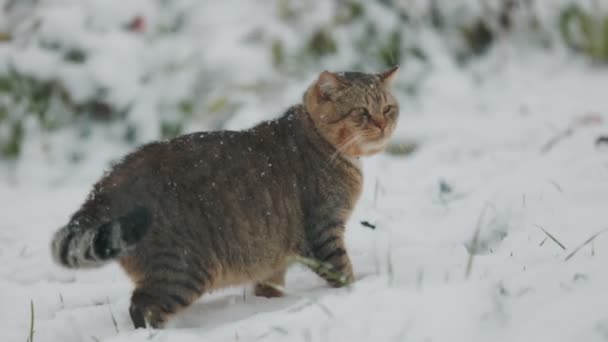 Кошачьи Прогулки Снежную Погоду Саду — стоковое видео