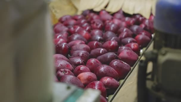 Urval Röda Äpplen Produktionslinjen Närbild — Stockvideo