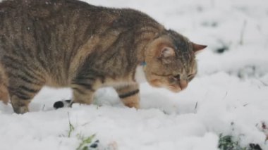 Kedi bahçede karlı havada yürür.