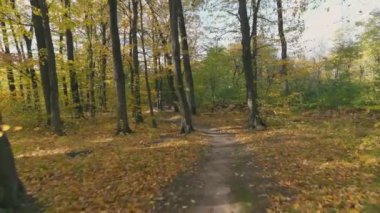 Sonbahar ormanı, güneş ışınlarıyla aydınlatılmış sarı yapraklarla.