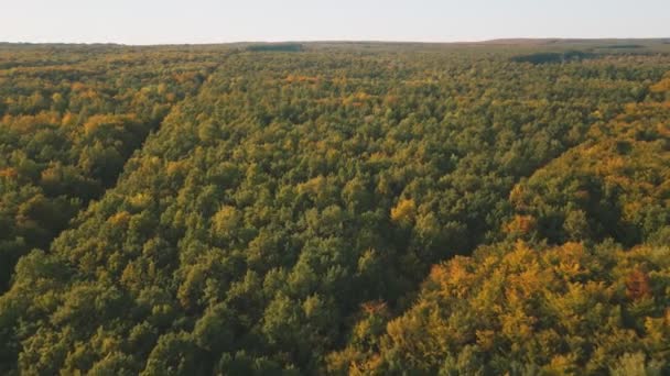 Lehce Nažloutlé Listy Podzimním Lese Ptačí Perspektivy — Stock video