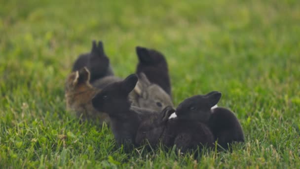 Many Little Rabbits Walk Lawn — Stock Video