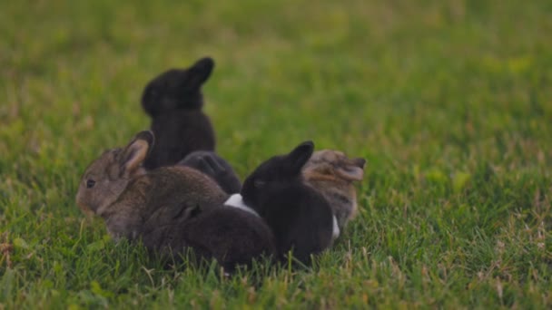 Many Little Rabbits Walk Lawn — Stock Video
