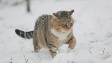 Kedi bahçede karlı havada yürür.