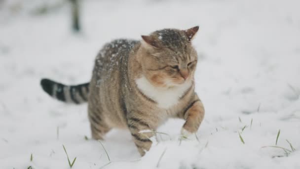 Kedi Bahçede Karlı Havada Yürür — Stok video