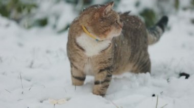 Kışın kedi dışarıda yiyor.