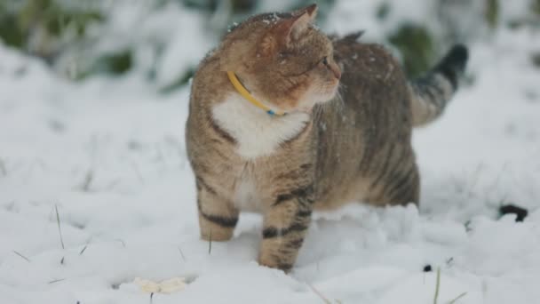 冬に屋外で食べる猫 — ストック動画
