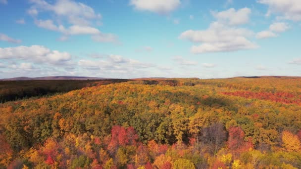 Jalan Hutan Musim Gugur Diambil Dari Ketinggian — Stok Video