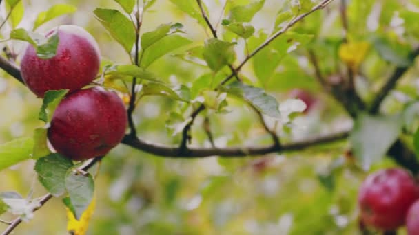 Bahçedeki Ağaçta Kırmızı Elmalar — Stok video
