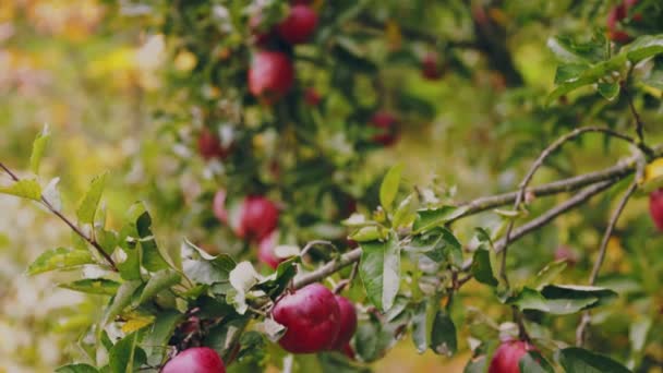 Pommes Rouges Sur Arbre Dans Jardin — Video