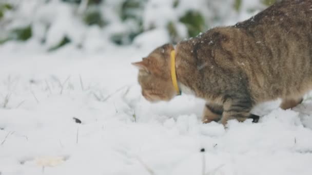 겨울에 밖에서 고양이 — 비디오
