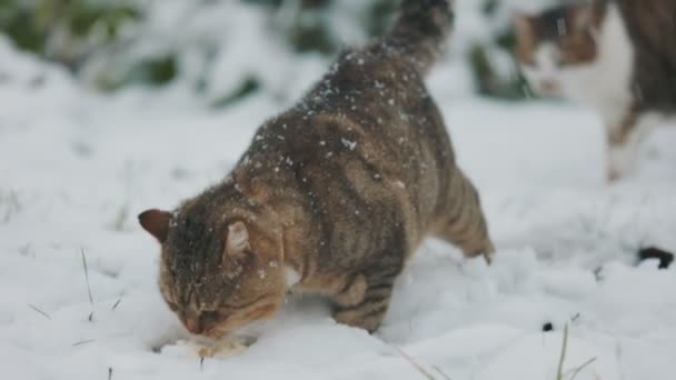 Katzen Fressen Winter Freien — Stockvideo