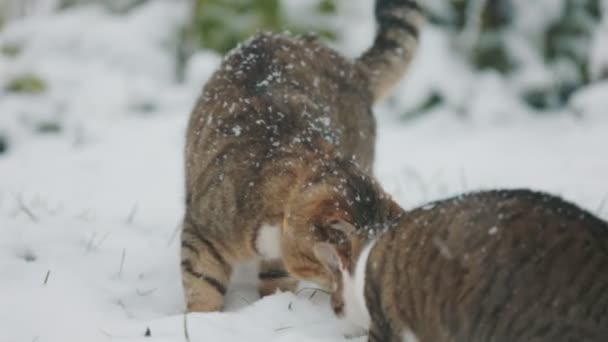 Γάτες Τρώνε Εξωτερικούς Χώρους Χειμώνα — Αρχείο Βίντεο