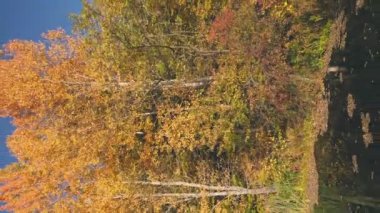 lake in the autumn forest view from above