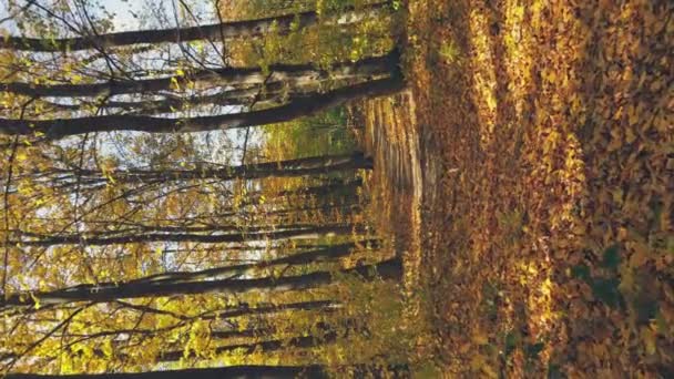 Autumn Forest Lit Rays Sun Slight Wind Blows — Stock video