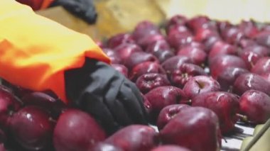 red apples on the automatic line at the factory