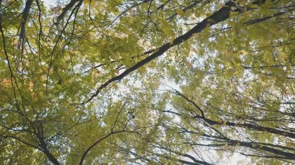 Fák Tetejét Alulról Felfelé Forgatták Őszi Erdőben — Stock videók