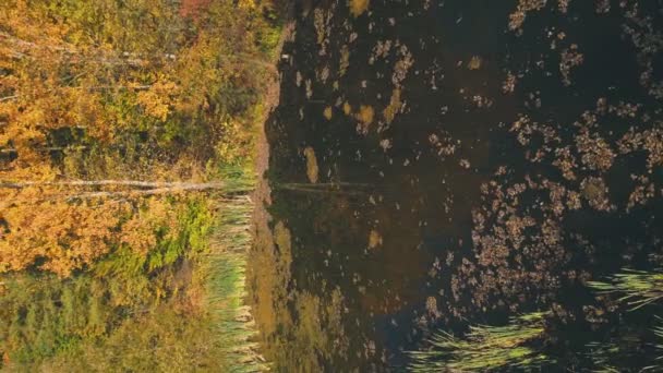 从上方俯瞰秋天森林中的湖泊 — 图库视频影像